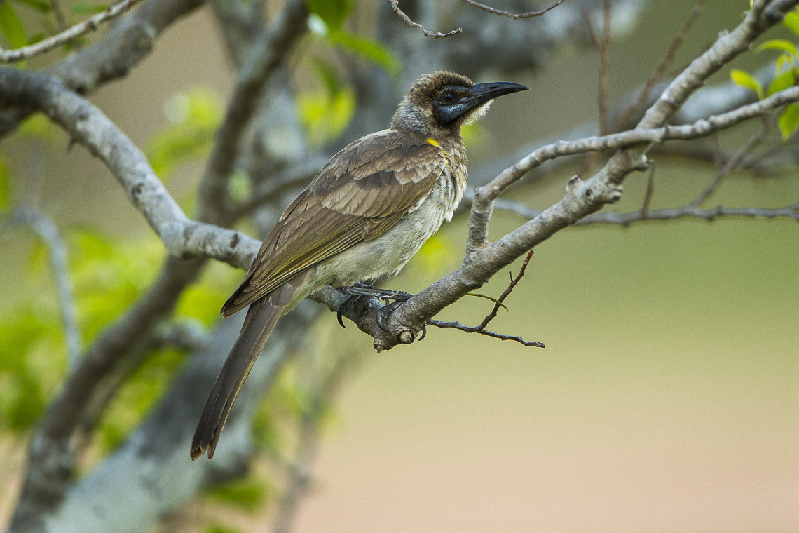 image Little Friarbird